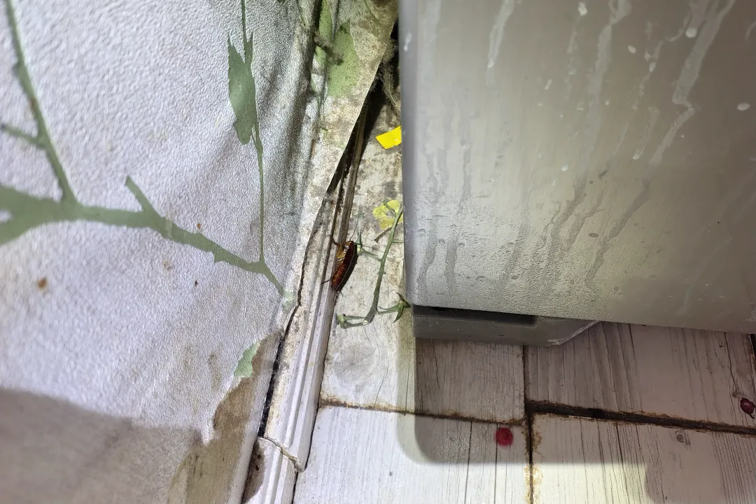Pest Control Townsville