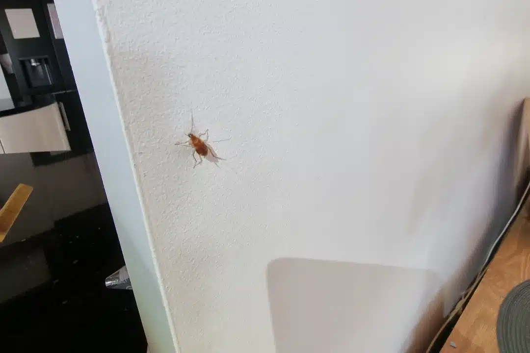 Pest Spray Townsville