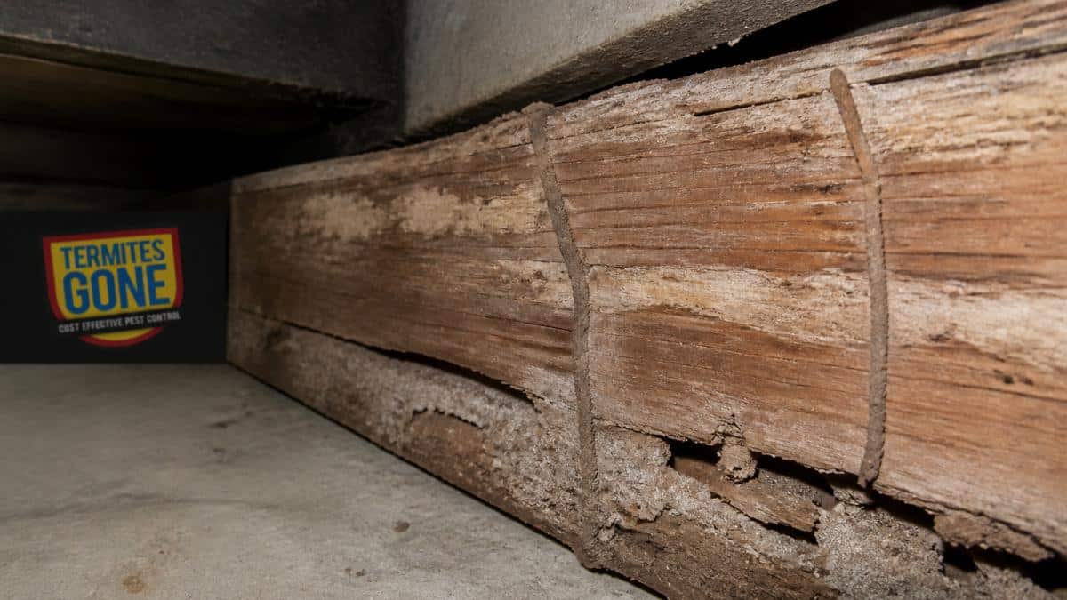 Close-up of timber floorboard showing mud tubes running along the edge, hollow sections with visible damage, and discoloured wood grain from termite activity in a residential subfloor space