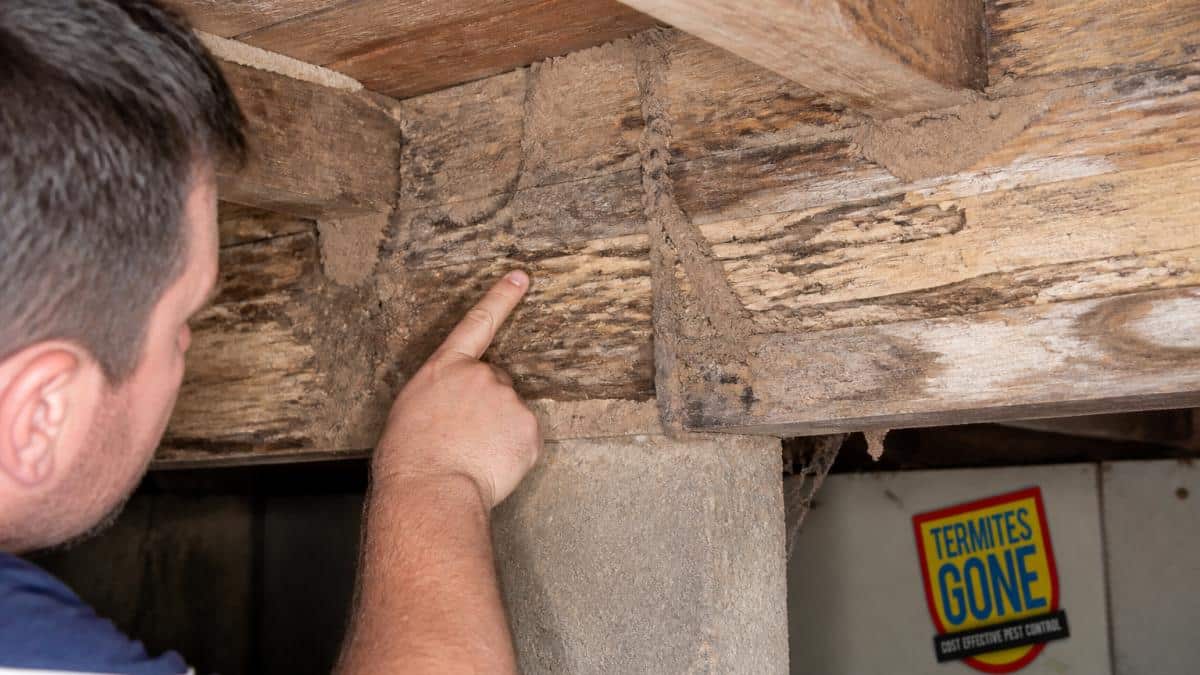 Close-up of timber subfloor showing mud tubes on wooden beams and termite damage to wood grain